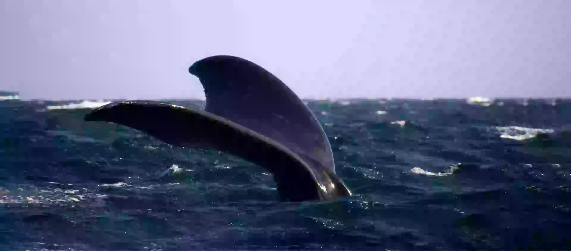 in photo: Whale watching  in Puerto Madryn, Argentina 