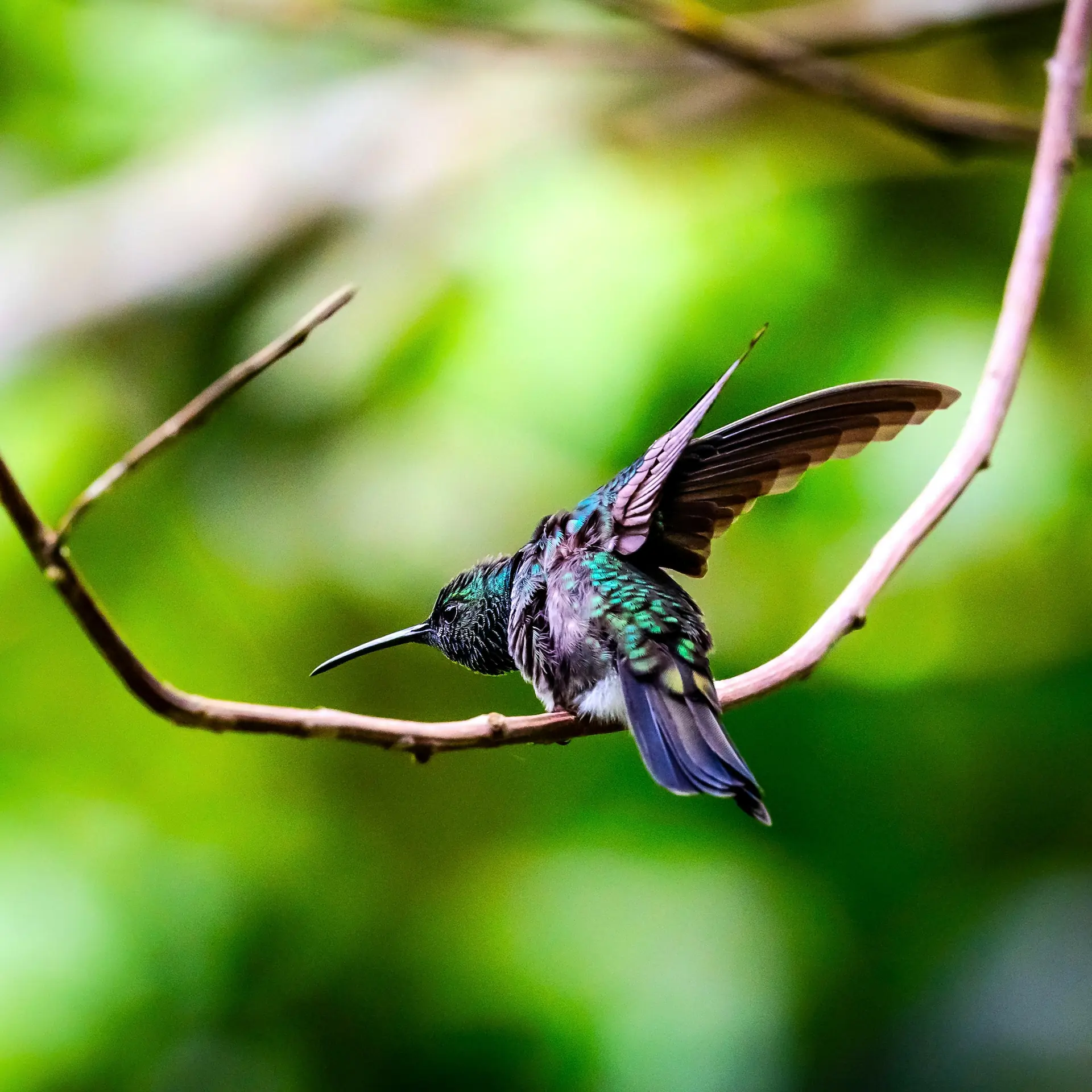 Belize: The  Avid  Bird  Watcher