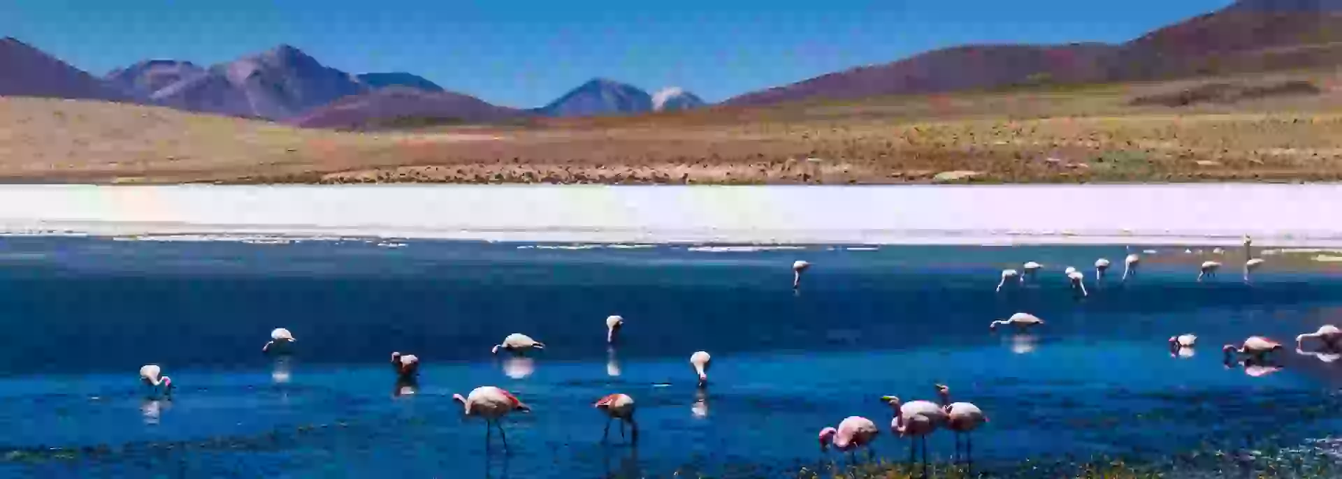 in photo: pink flamingos on Lake  Altiplano in Bolivia 