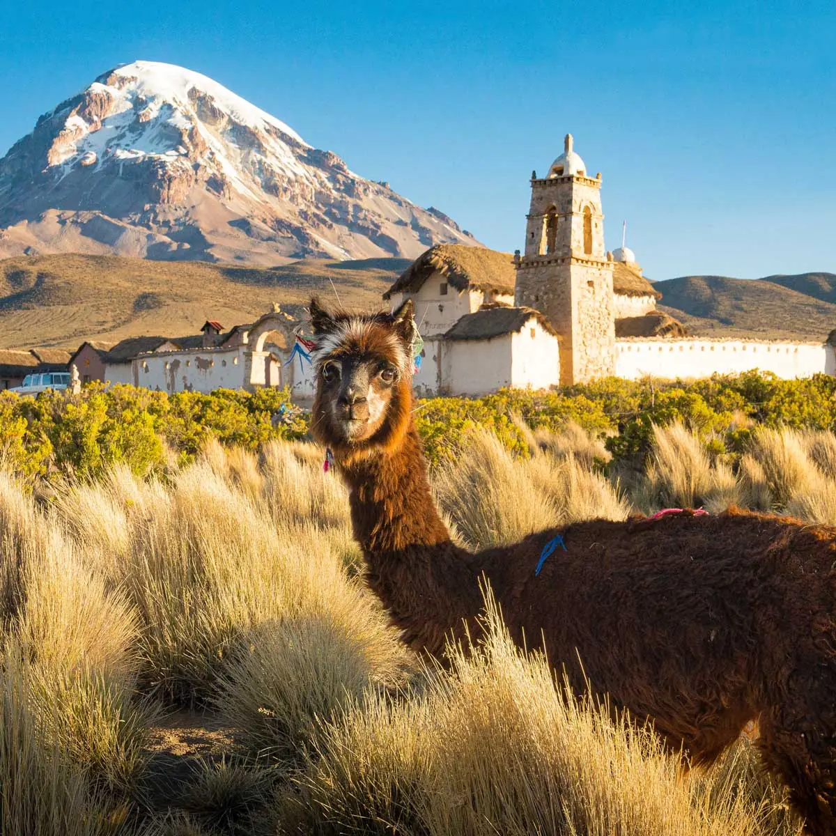 in photo: Lamas in Bolivia