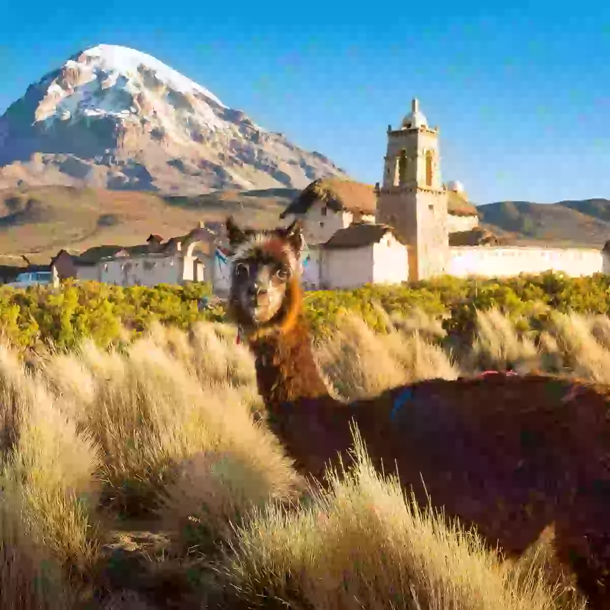 in photo: pink flamingos on Lake  Altiplano in Bolivia 