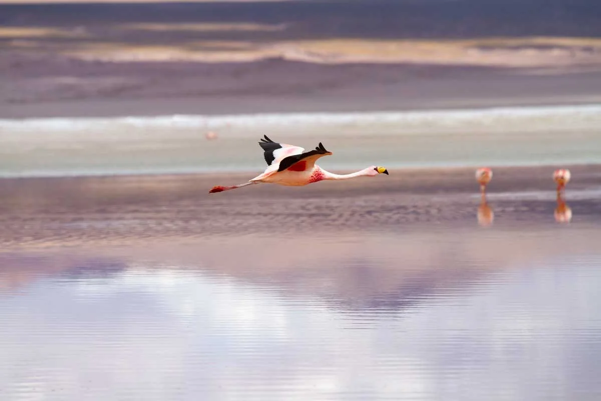 Flamingo on Laguna Colorada, Bolivia - high-altitude lake