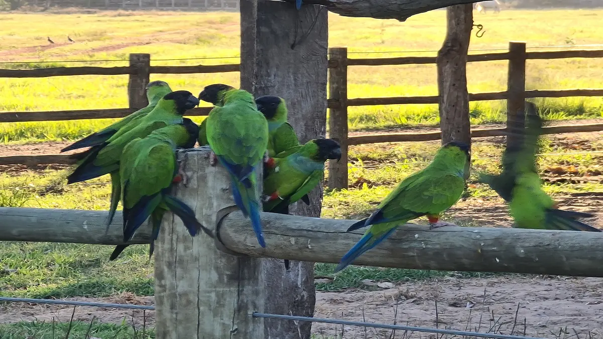 Optional: Bird Park -6