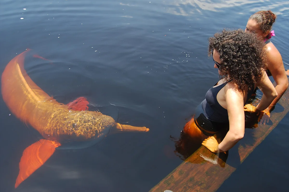 4 DAY & NIGHT: Acajatuba lake, Navigating back to Manaus -3