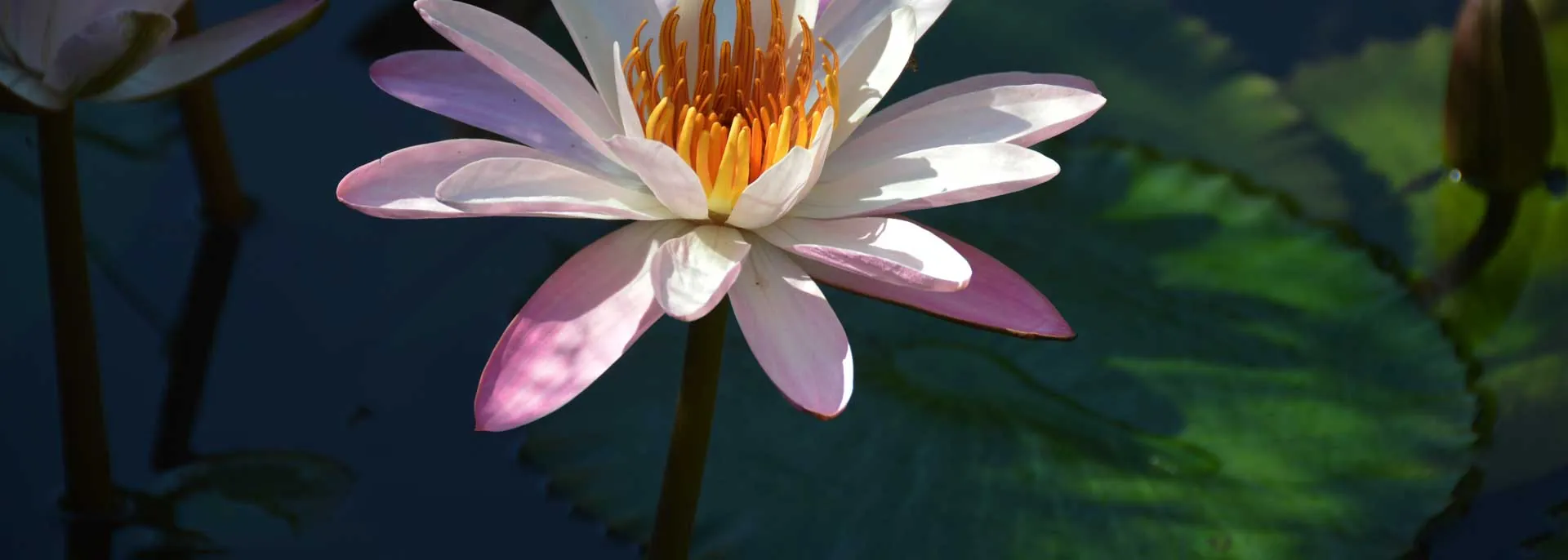Victoria amazonica flowering water lily on the Amazon River in Brazil, tropics
