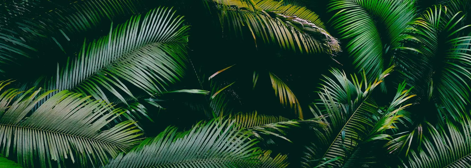 Amazon rainforest in Brazil, tropical forest and wildlife