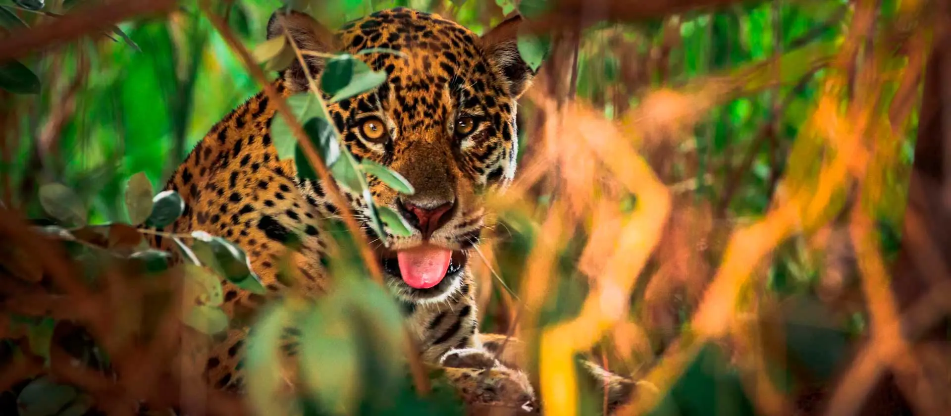 in photo: The Pantanal National park in Brazil 