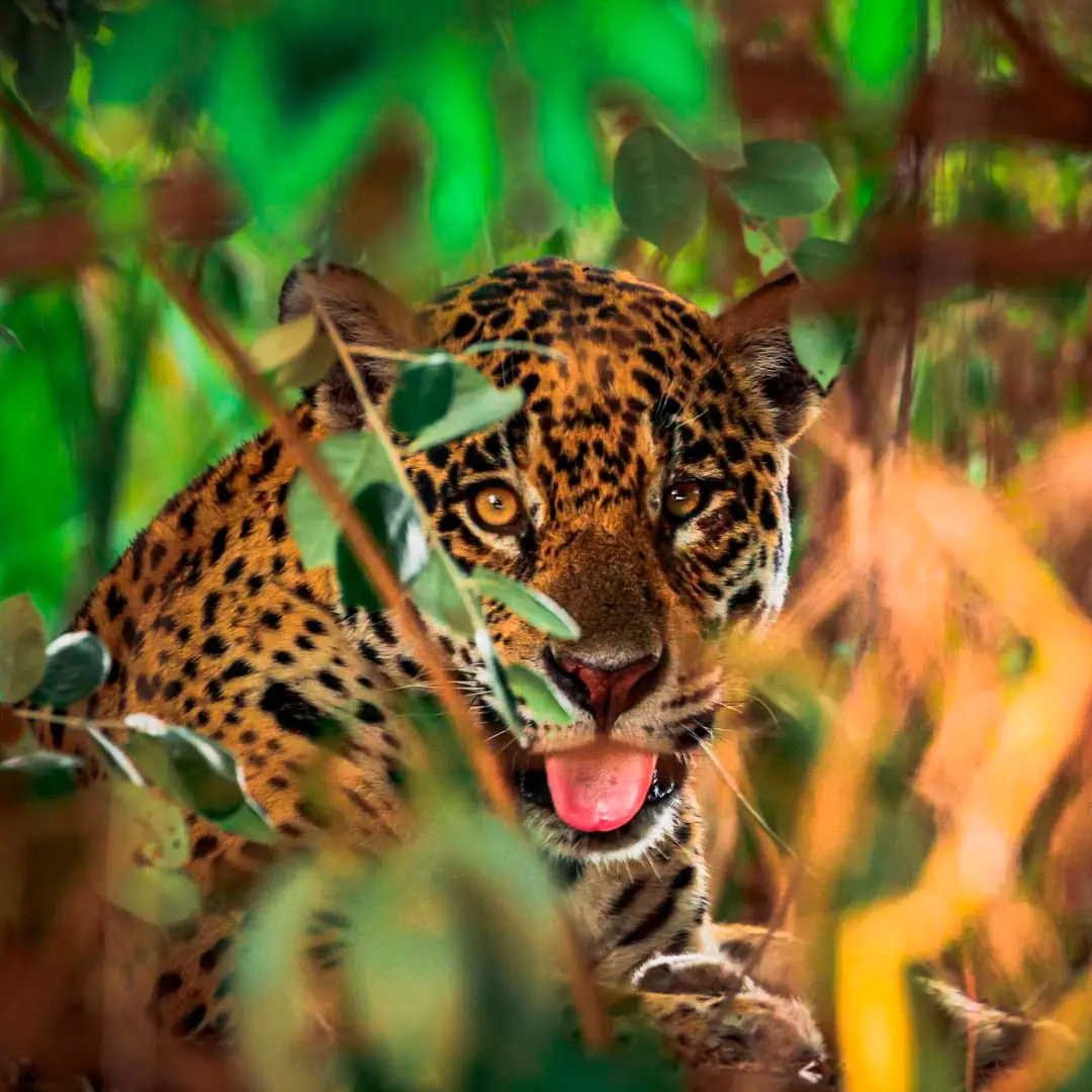 Jaguar safari boat, Pantanal Brazil