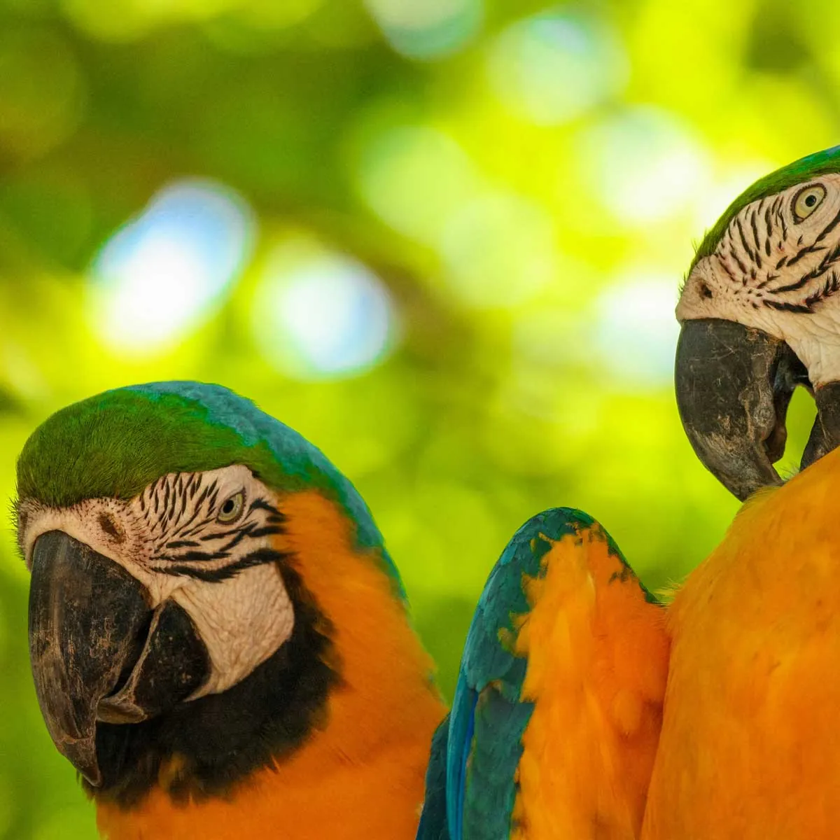 Bird Park, Iguazu Falls, Brazil