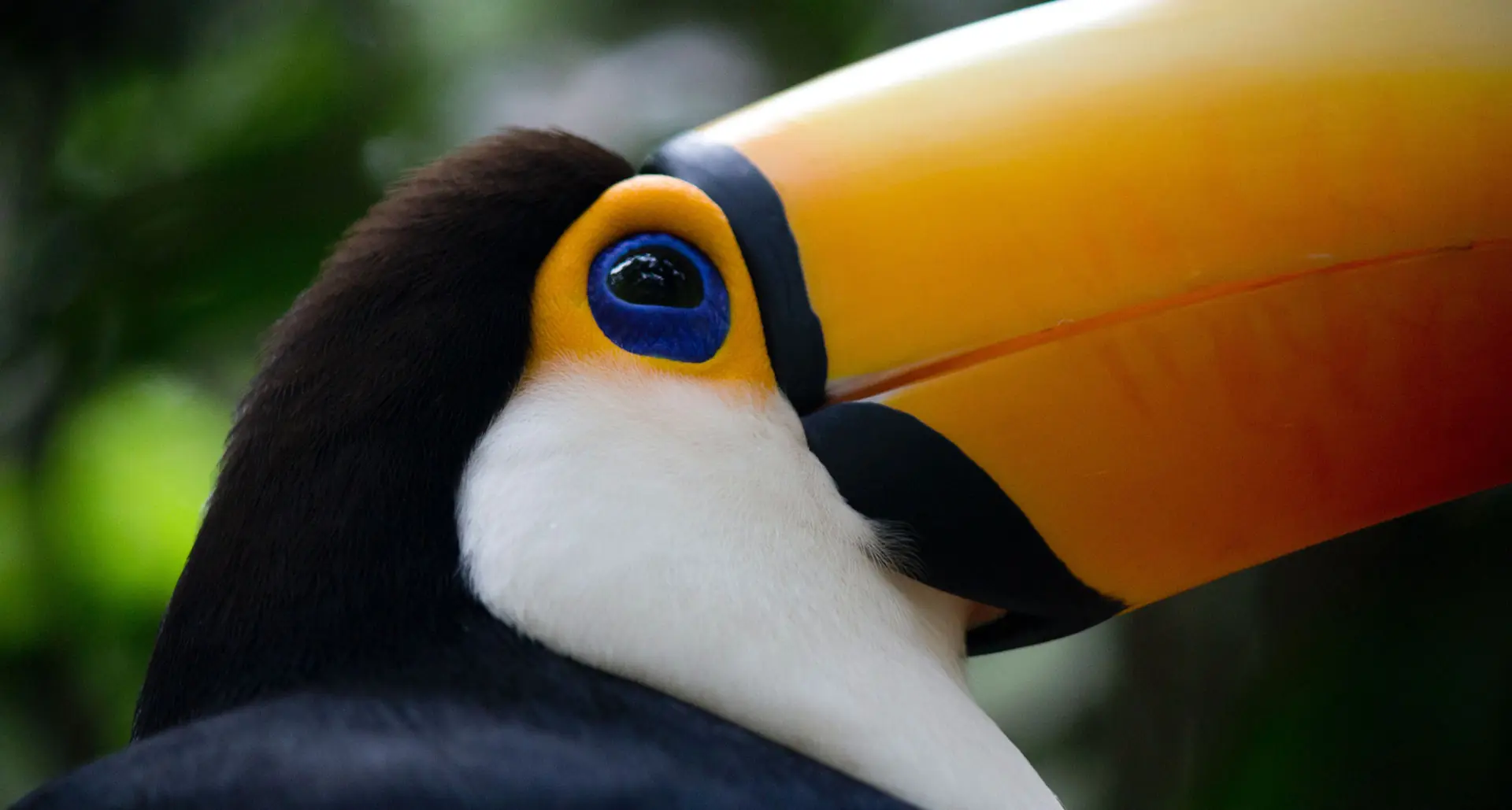 Toco toucan at the Iguazu Bird Park, exotic bird of Brazil in an aviary