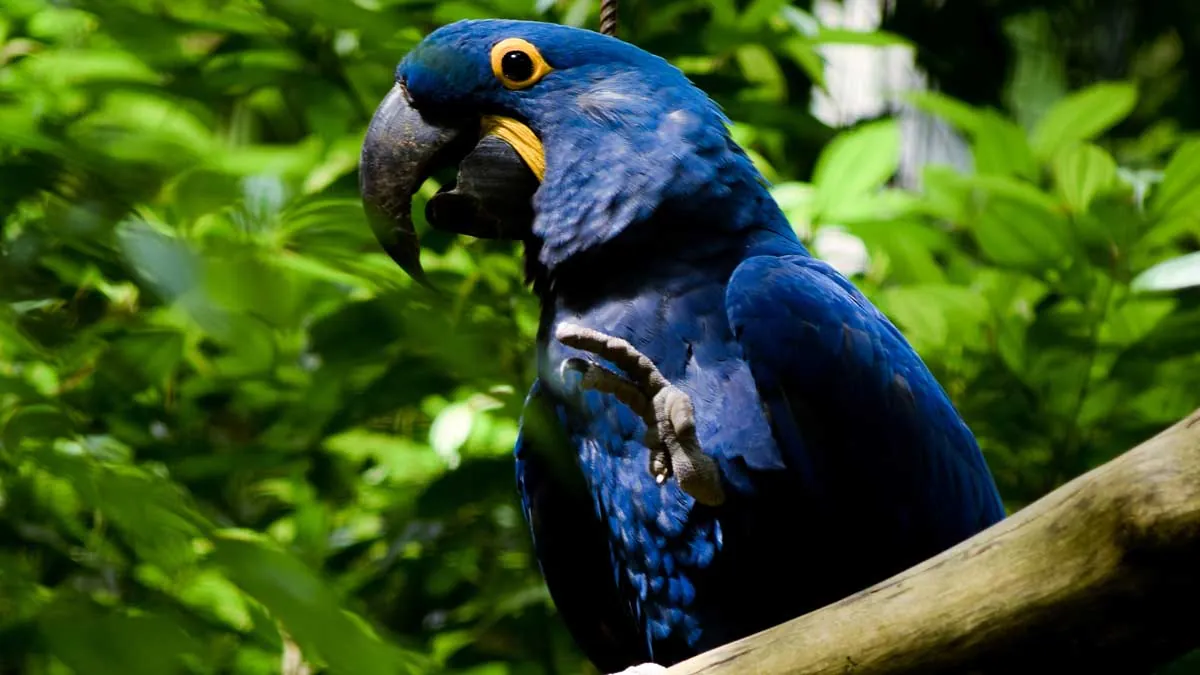 Bird Park in Iguazu National Park, toucans and macaws in Atlantic Forest aviaries
