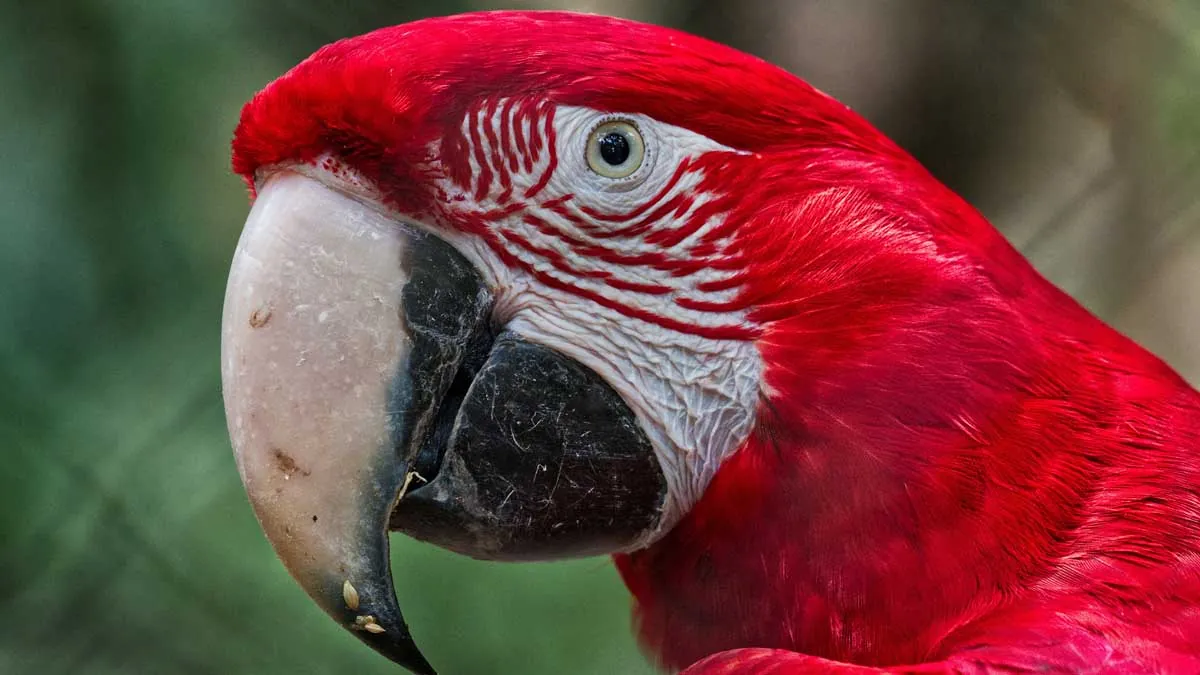 Scarlet macaw at Iguazu Bird Park, Brazil, bright red parrot