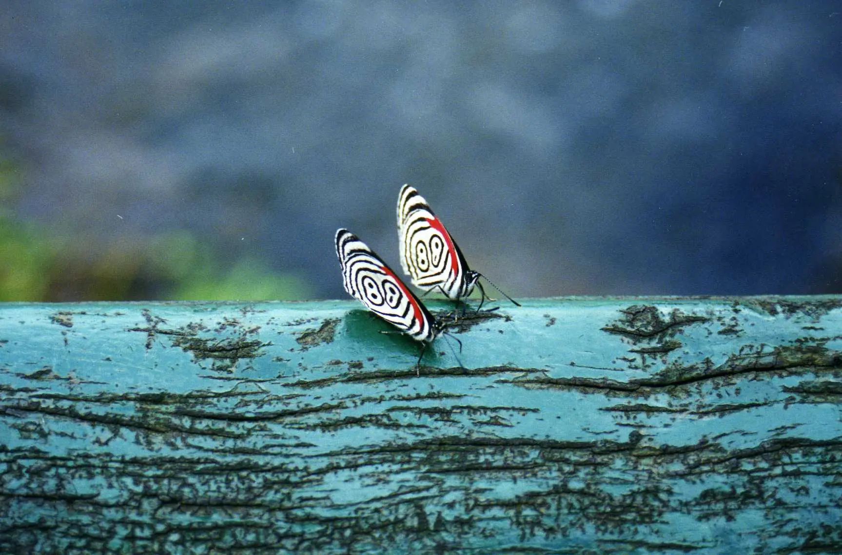 Bright butterfly at the Bird Park near Iguazu Falls