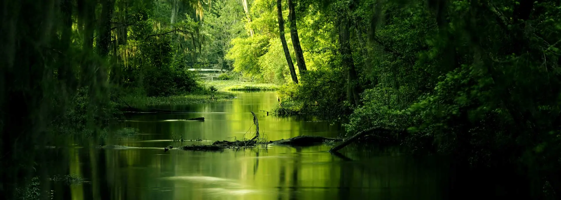 Pantanal wetlands, Brazil, wildlife