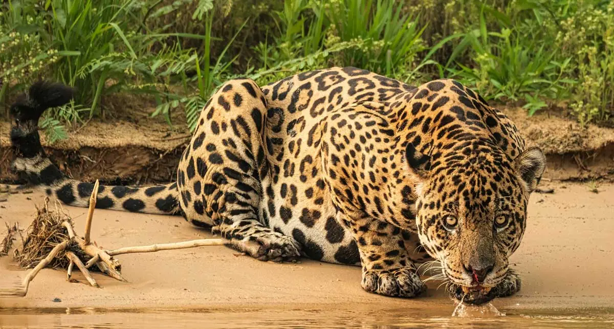Vip Jaguar safari boat, Pantanal Brazil