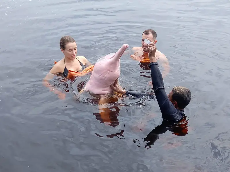 Swimming with pink river dolphins in the Amazon, river tour from Manaus in Brazil