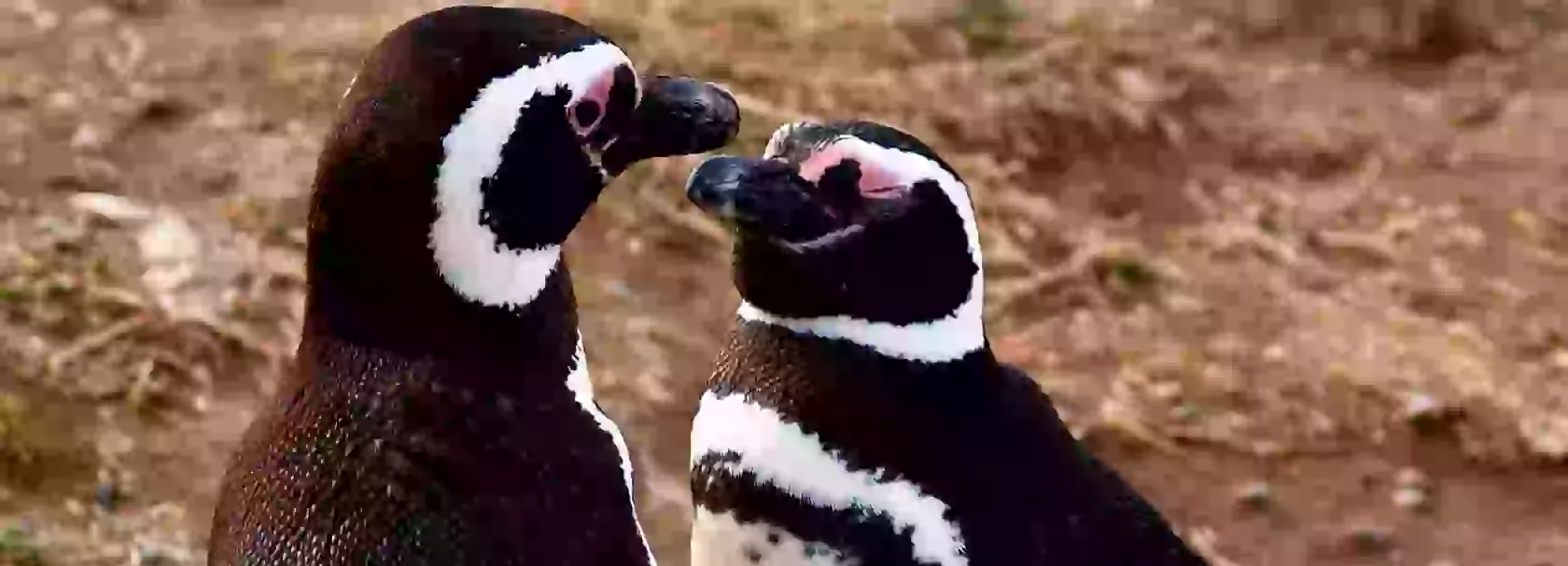 in the photo: penguins in Punta Arenas in Chile (Patagonia)