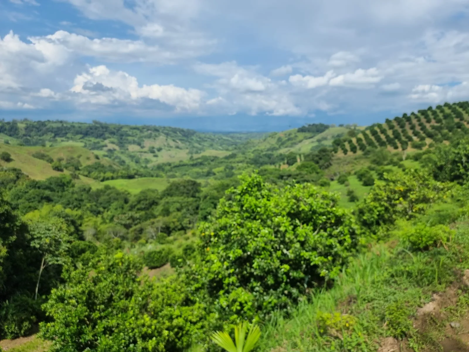 in the photo: Cocora Valley 
