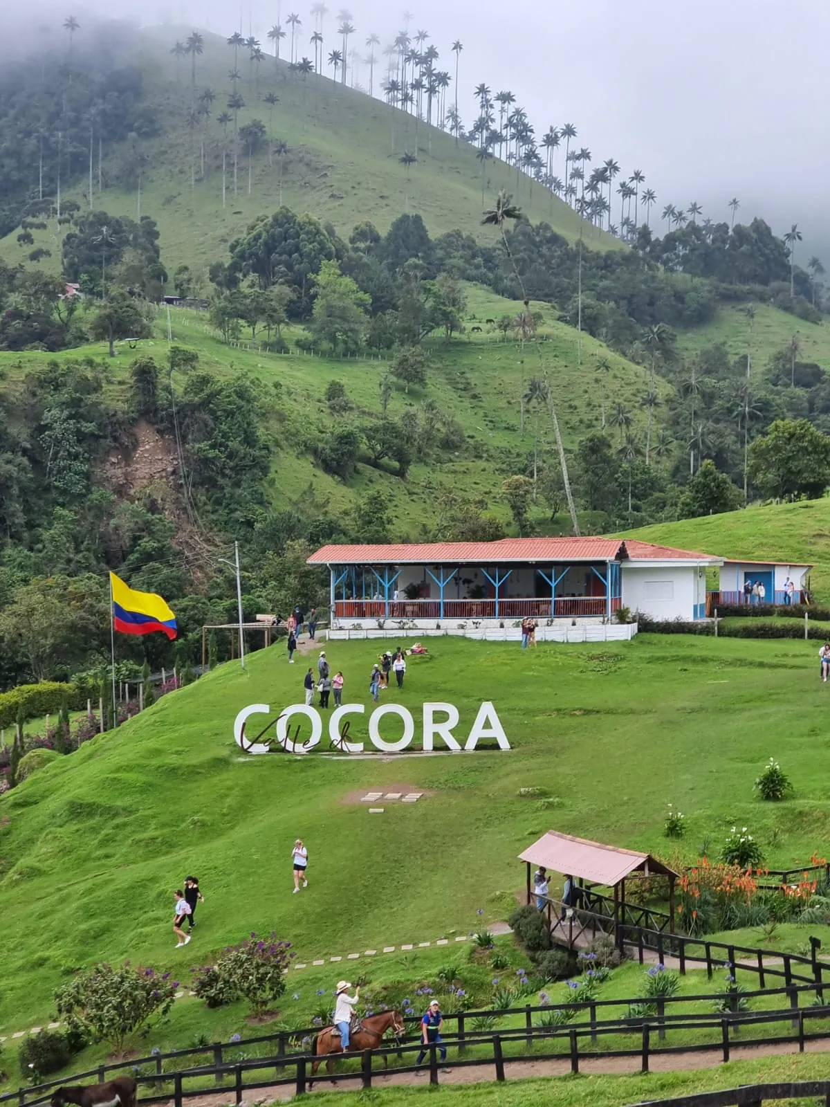 in the photo: Cocora Valley 