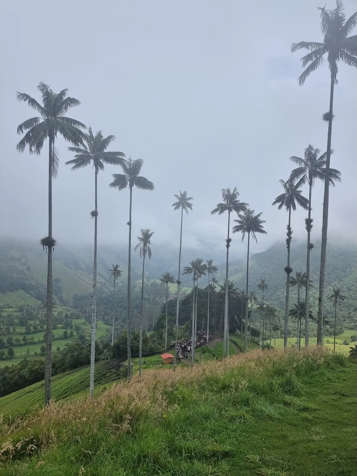 in the photo: Cocora Valley 