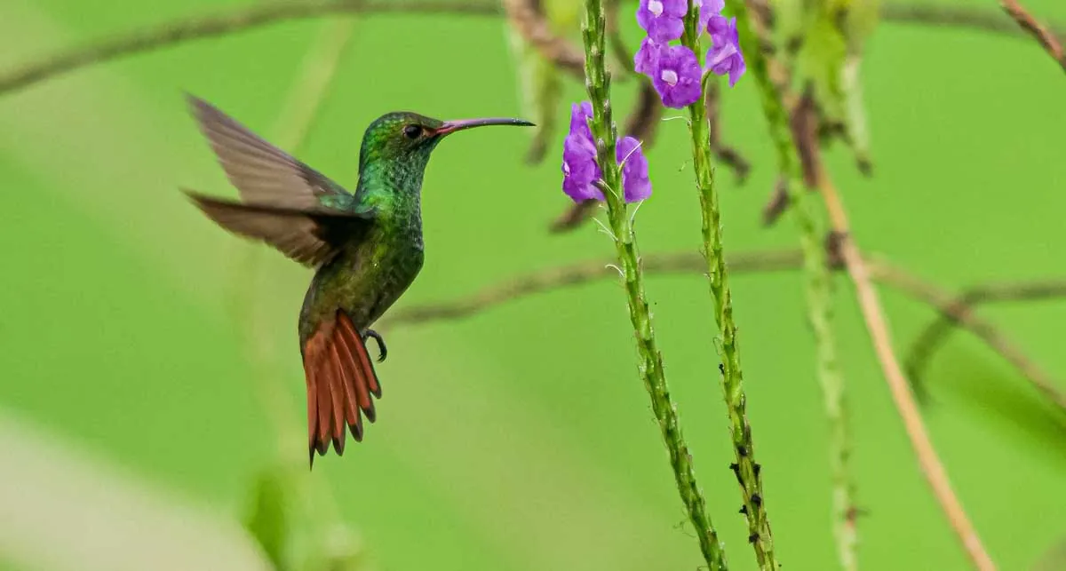 Hummingbird in Costa Rica rainforest