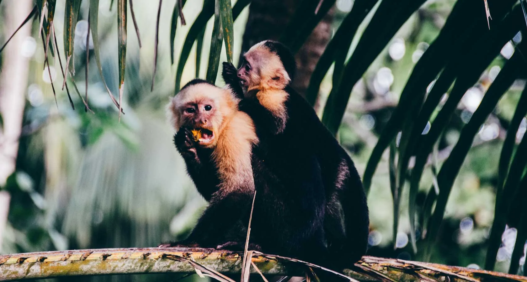 Capuchin monkeys in Costa Rica jungle