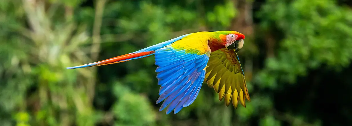 Basic  Costa  Rica   -4140