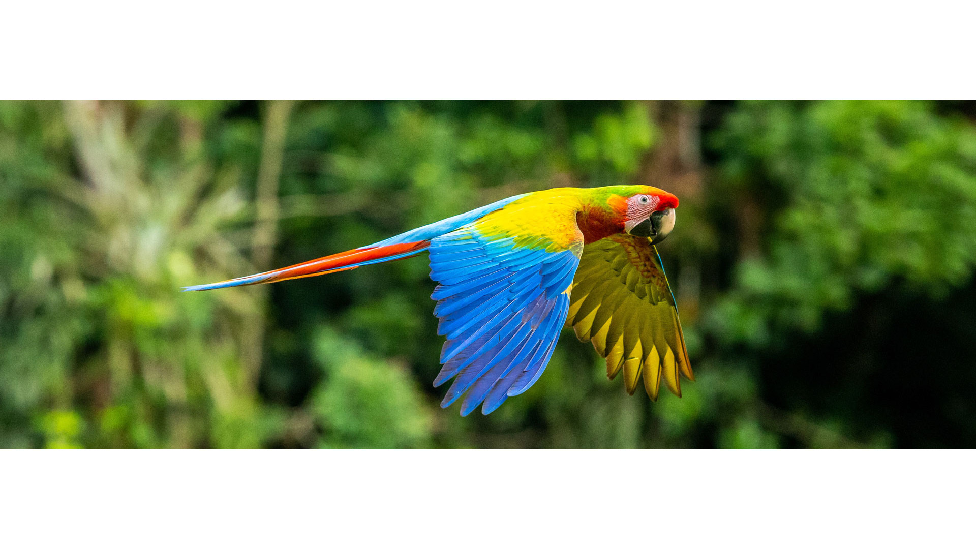 Costa Rica 2024 2025 Packages To Costa Rica At A Bargain Prices   Zdenek Machacek 46tbp3bp8lq Unsplash 1920x1080 