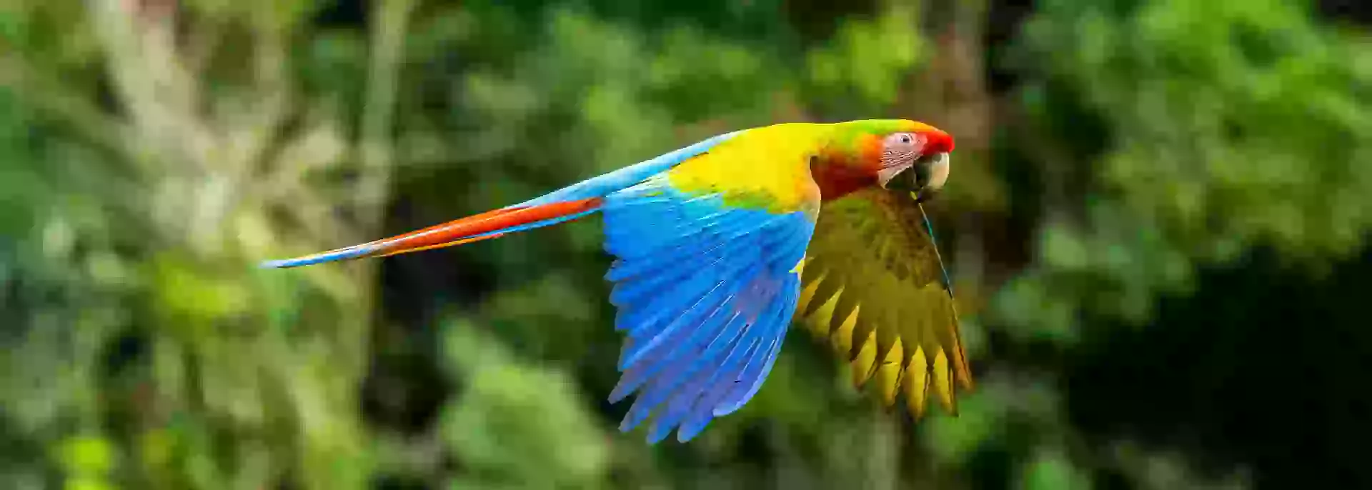 In the photo: a parrot in the forests of Costa Rica