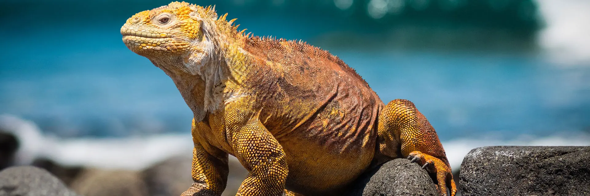 In the photo: iguana on the Galapagos Islands