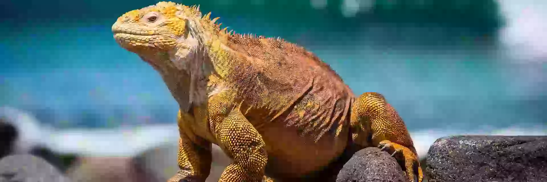 In the photo: iguana on the Galapagos Islands