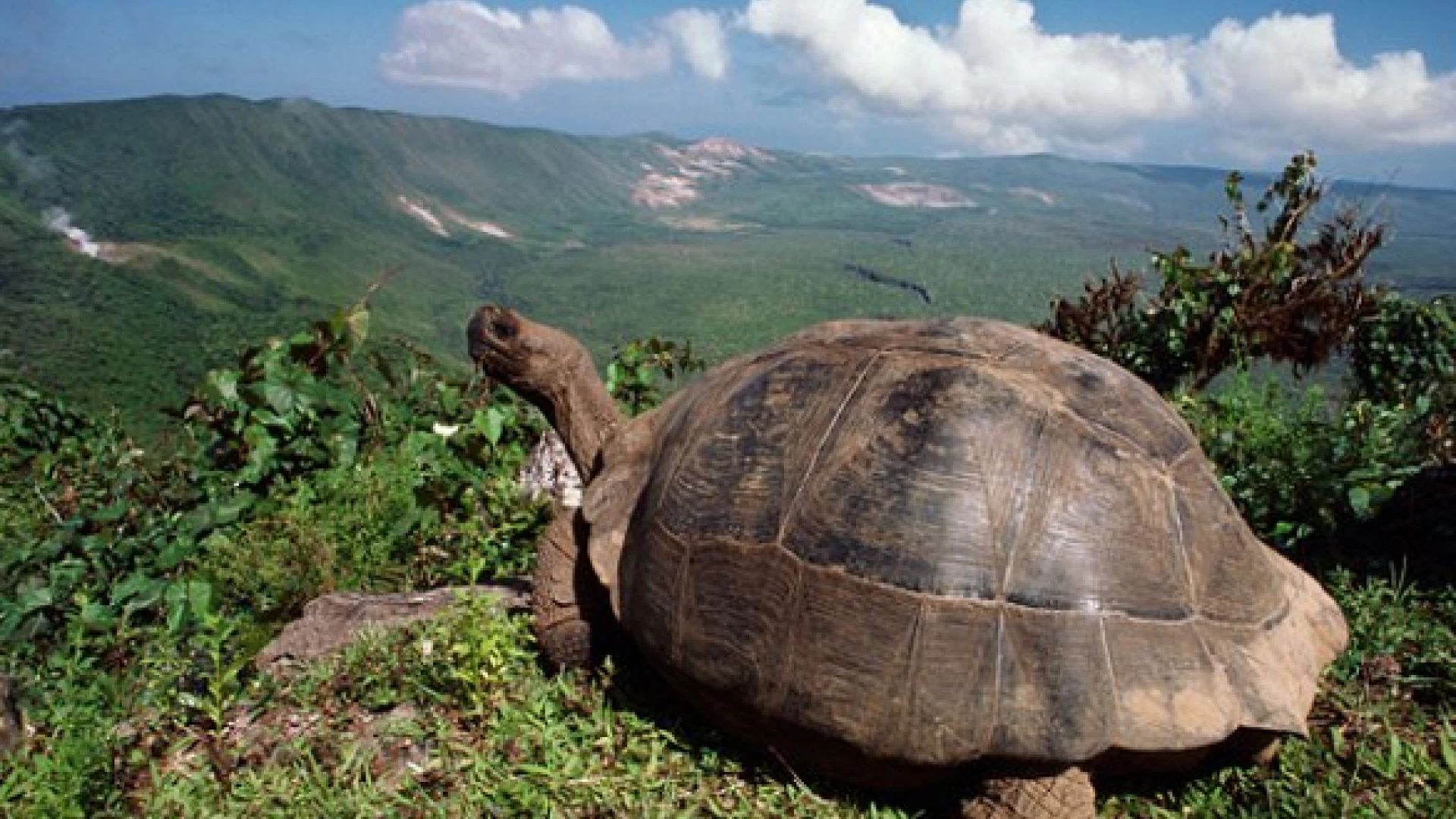 Highlands with turtles