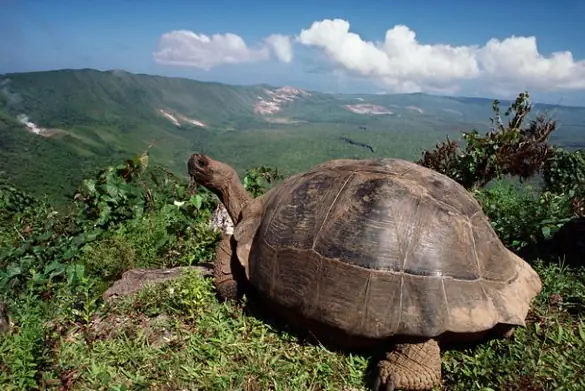 Highlands with turtles -4282