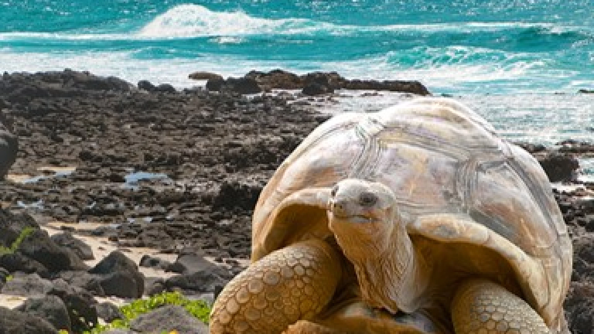 Nature Travel with Galapagos Cruise 