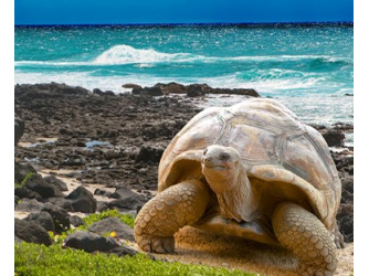 Nature Travel with Galapagos Cruise 