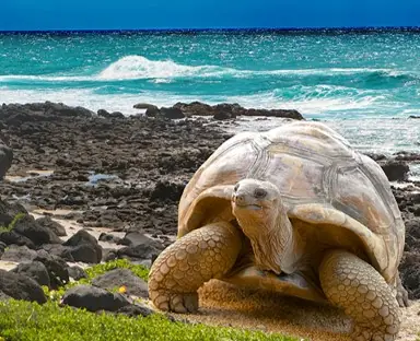 Galapagos islands: Best time to go photo
