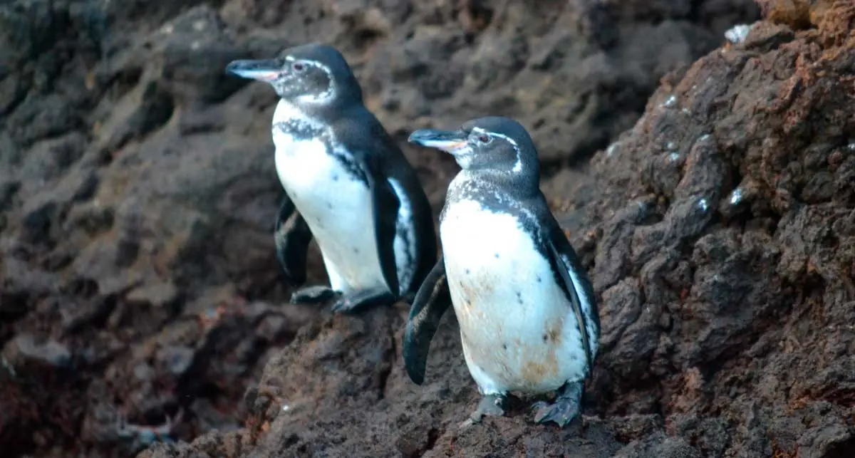 Galapagos penguins on rocks, Ecuador