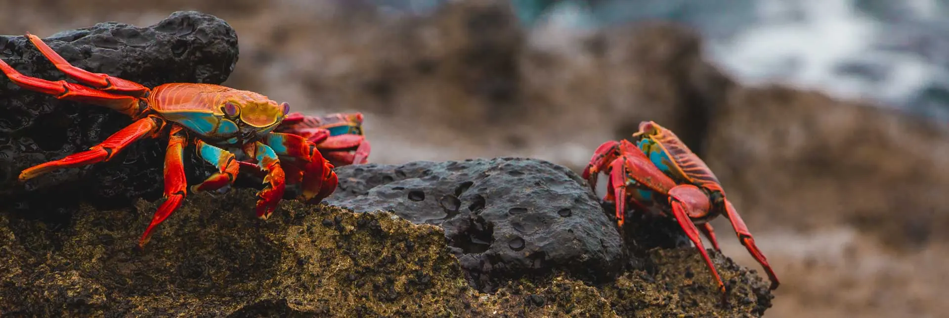 In the photo: Galapagos Islands in Ecuador