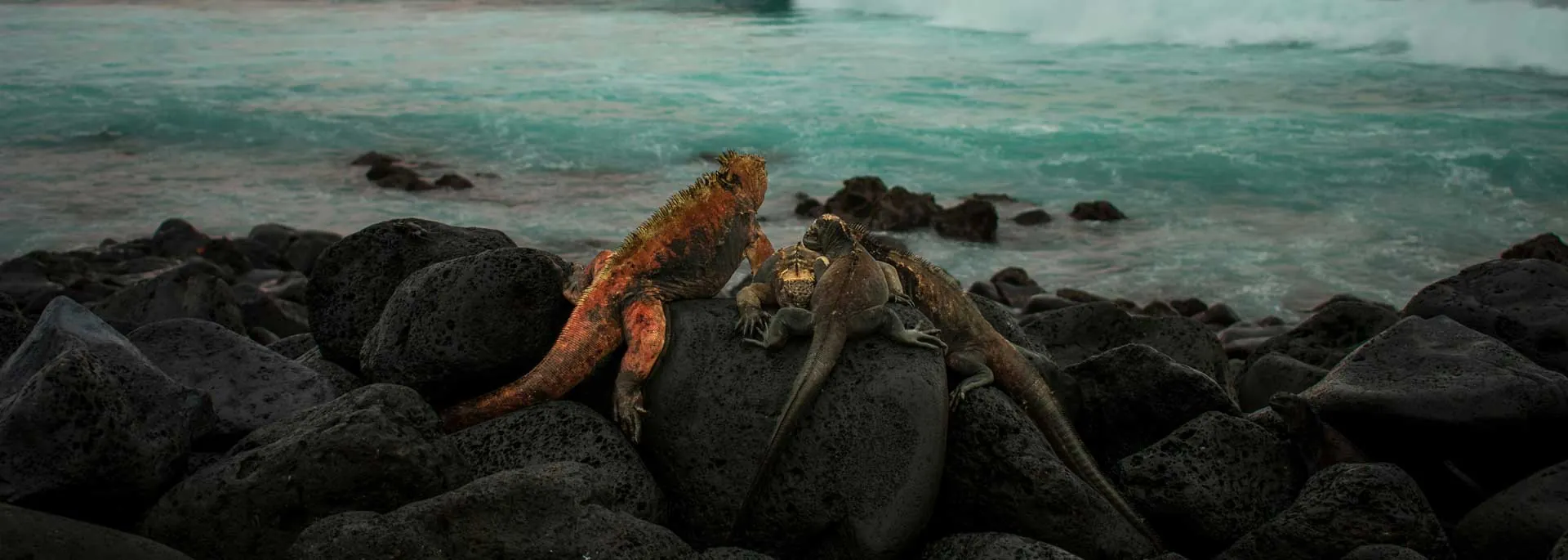 Marine iguana on rocky shore, Galapagos Islands - Ecuador VIP cruise