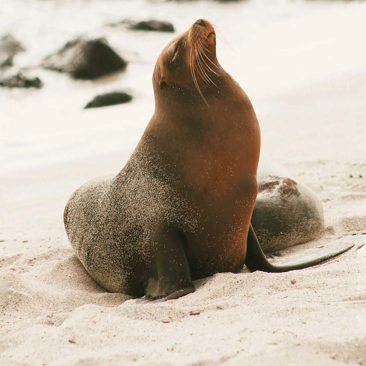 In the photo: a seal on the Galapagos Islands