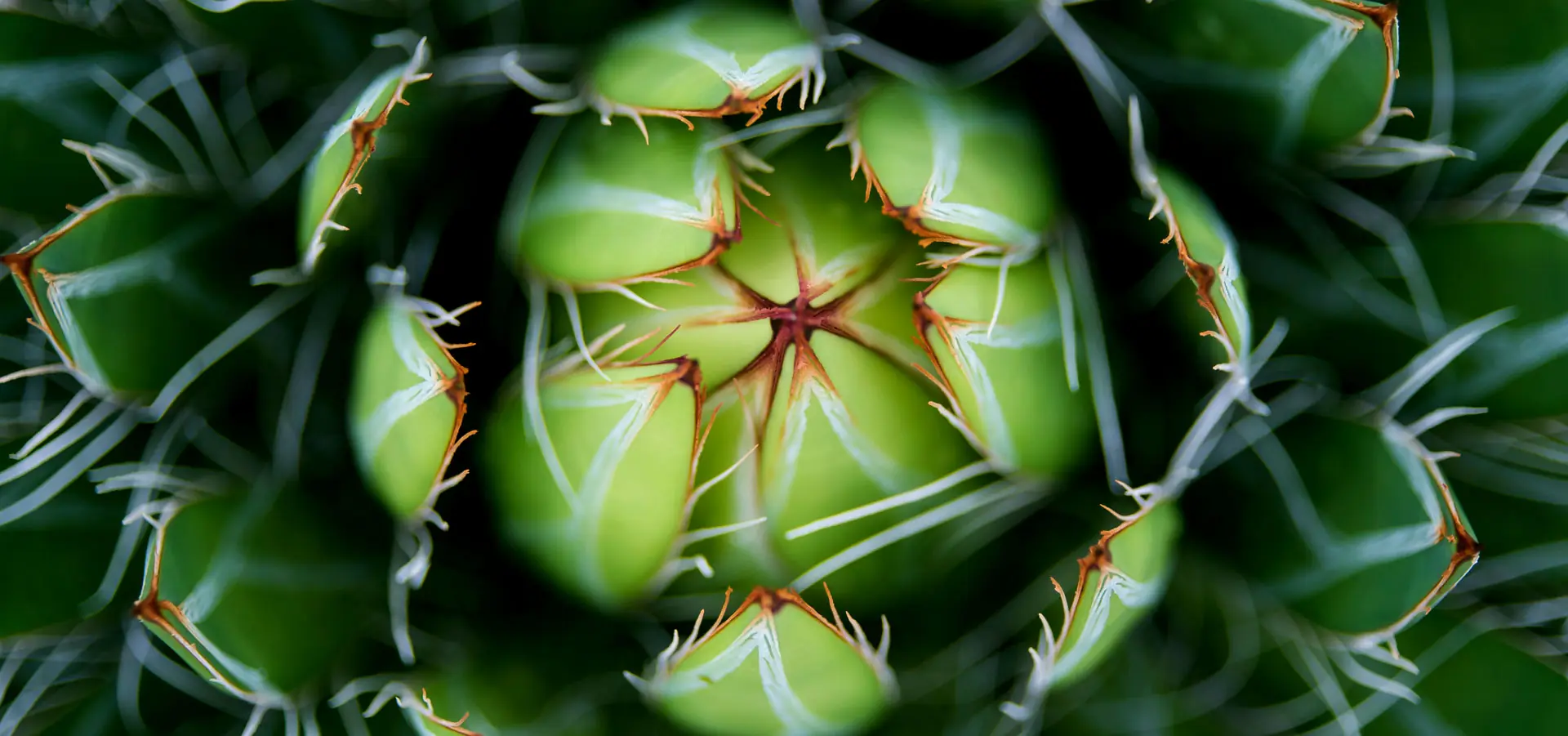 In the photo: Mexican cactus