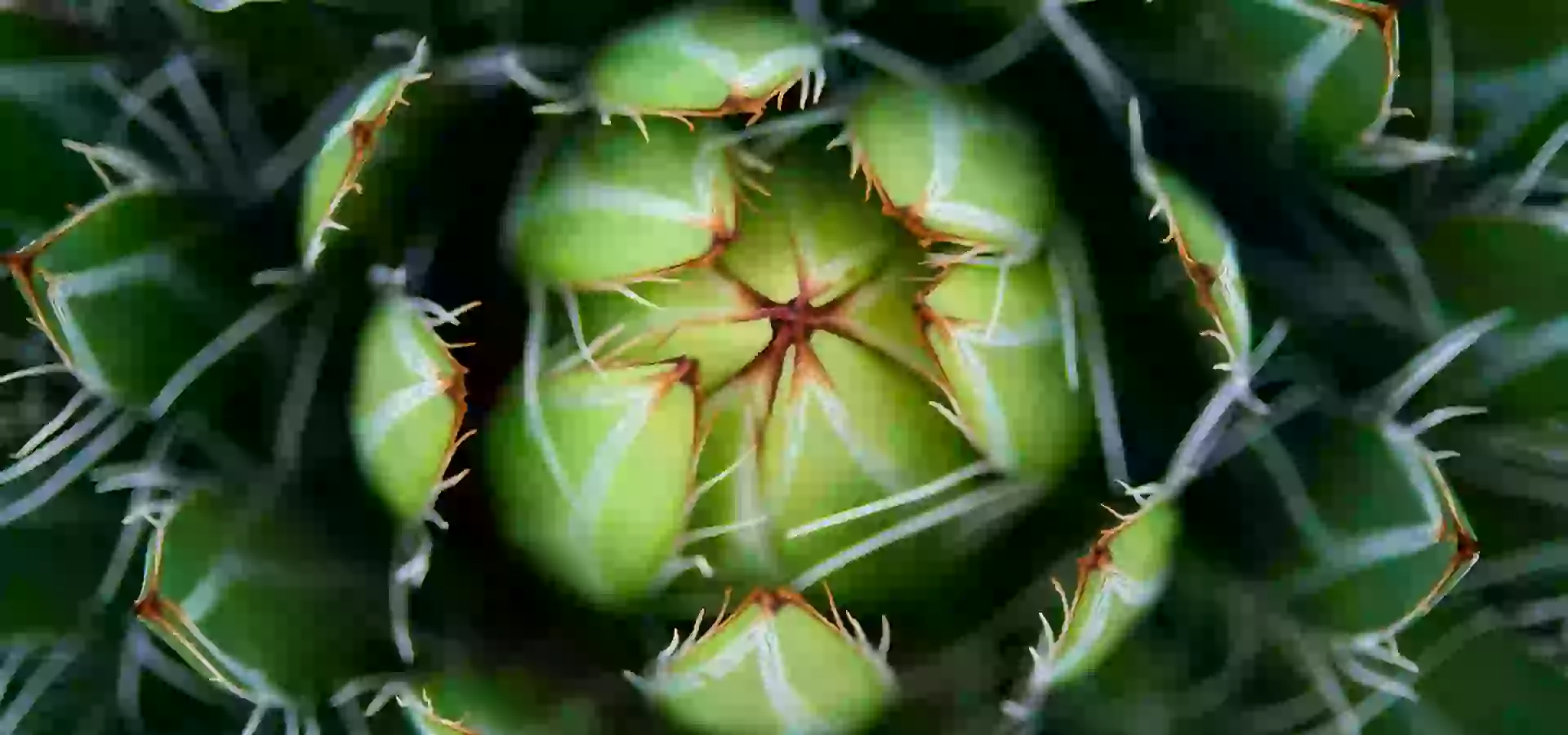 In the photo: Mexican cactus