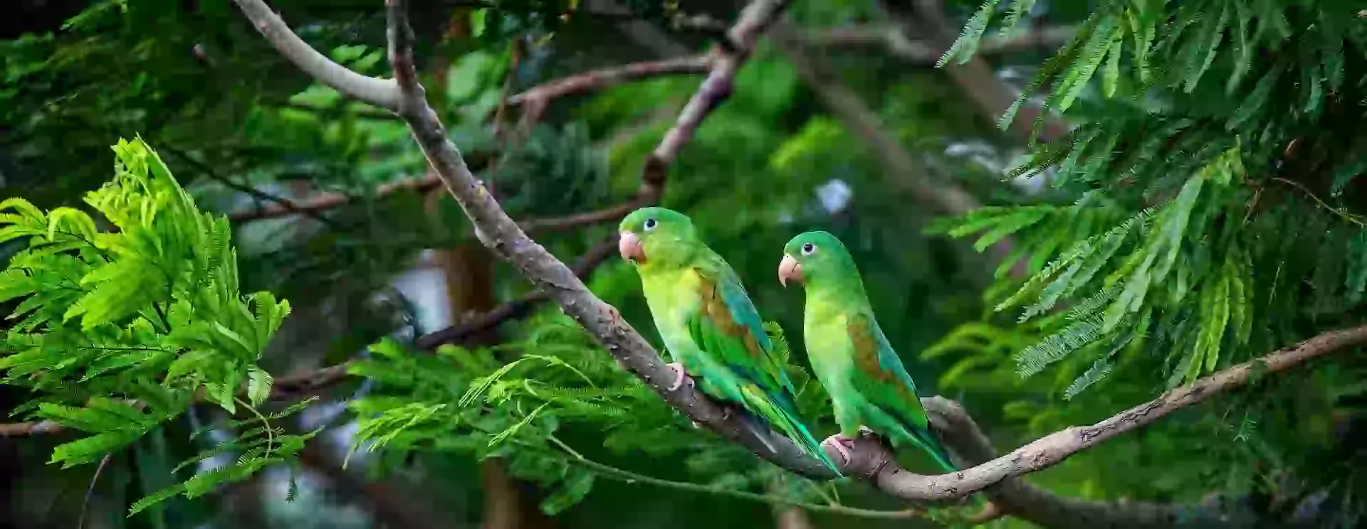 In the photo: parrots in Nicaragua