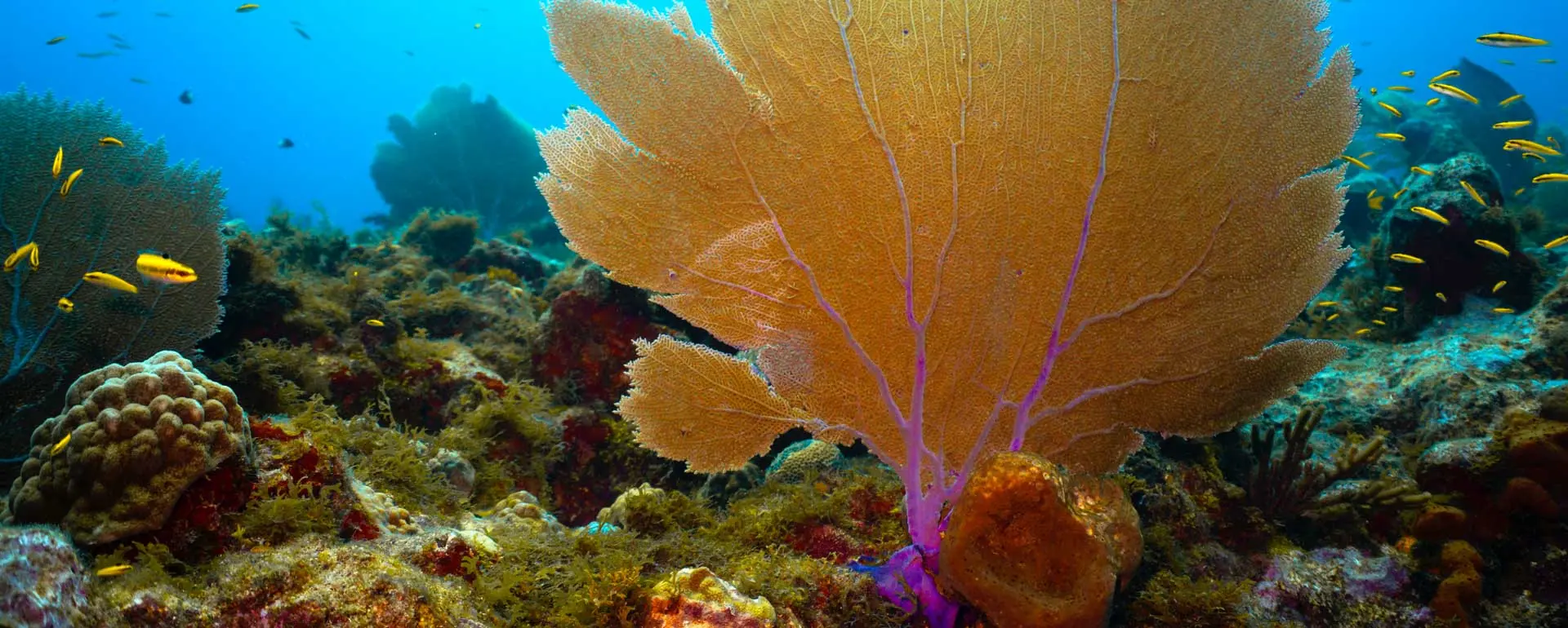 In the photo: Nicaragua's Corn Island and diving