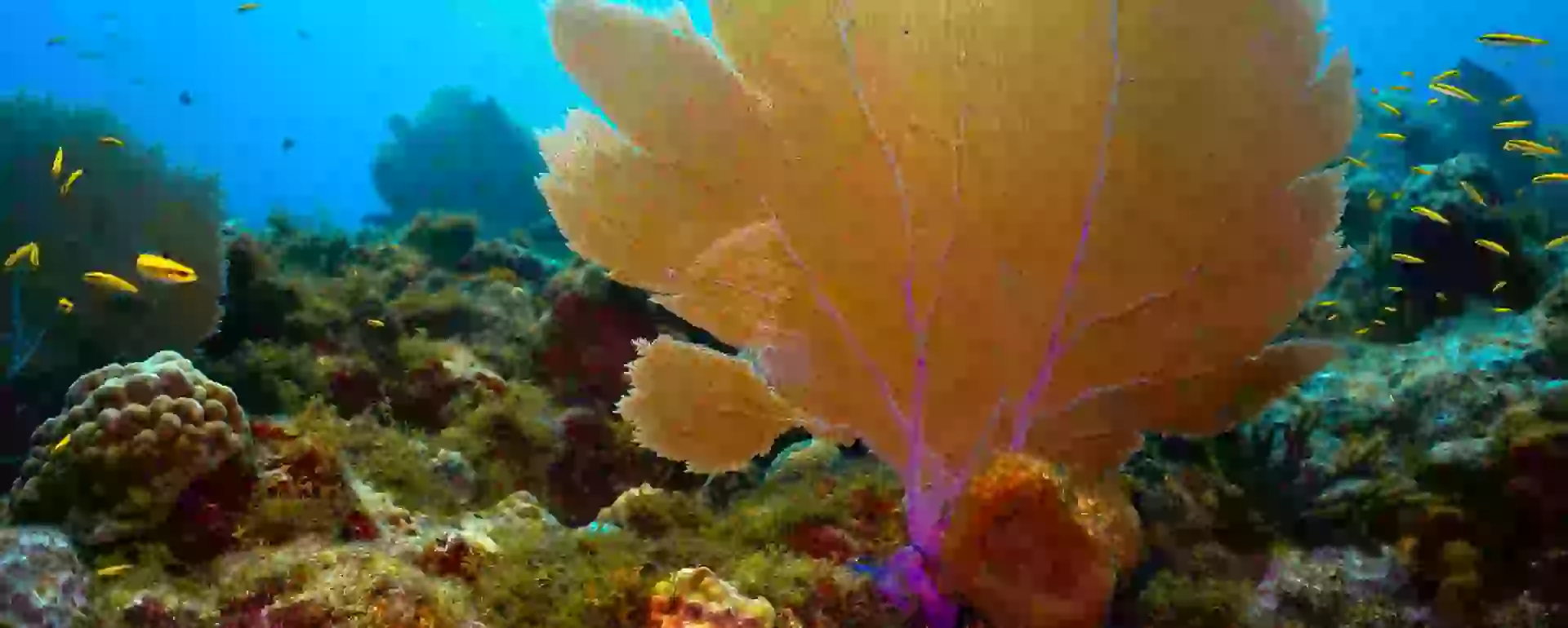 In the photo: Nicaragua's Corn Island and diving