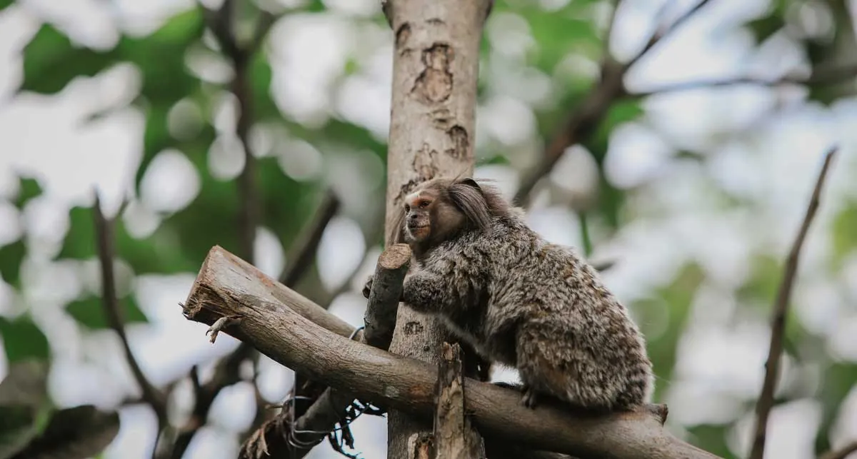 Pygmy marmoset Cebuella pygmaea in Paraguay forests, world's smallest monkey