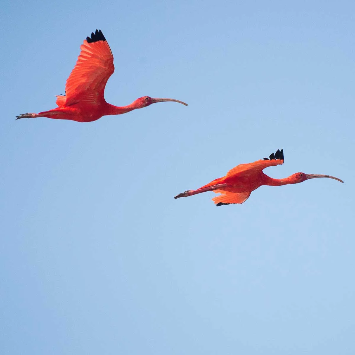 Chilean flamingos in Paraguay, pink birds at Chaco lagoon, birdwatching tour