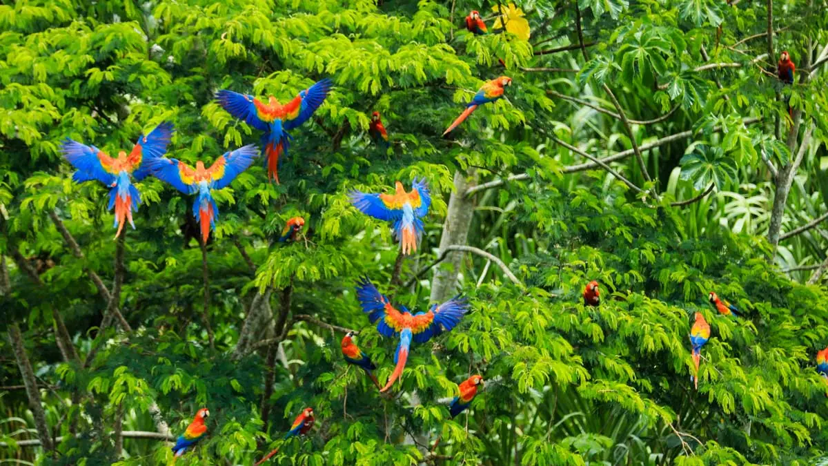Colorful macaw parrots in the Amazon jungle, Peru