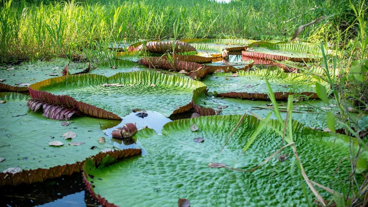Pristine Amazon jungle in the Peruvian selva