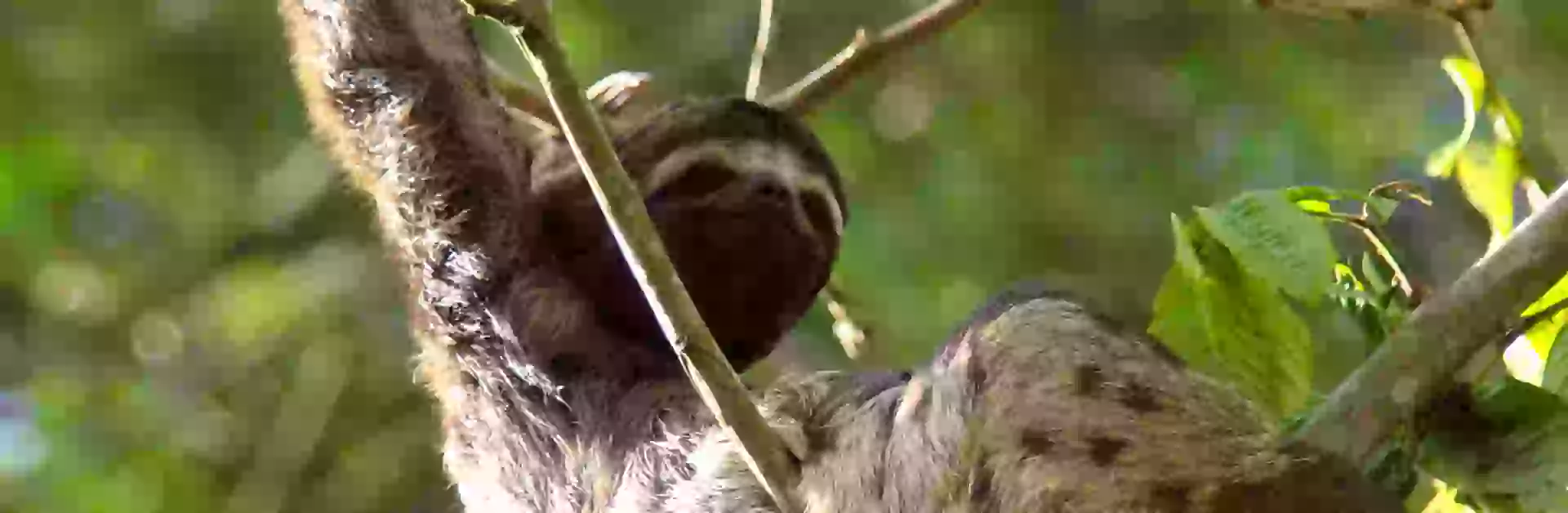 In the photo: a sloth from the Amazon in Iquitos, Peru.